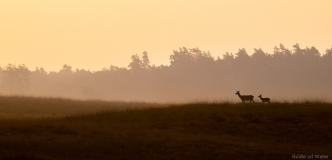Silouet of red deer during sunrise, Netherlands 
